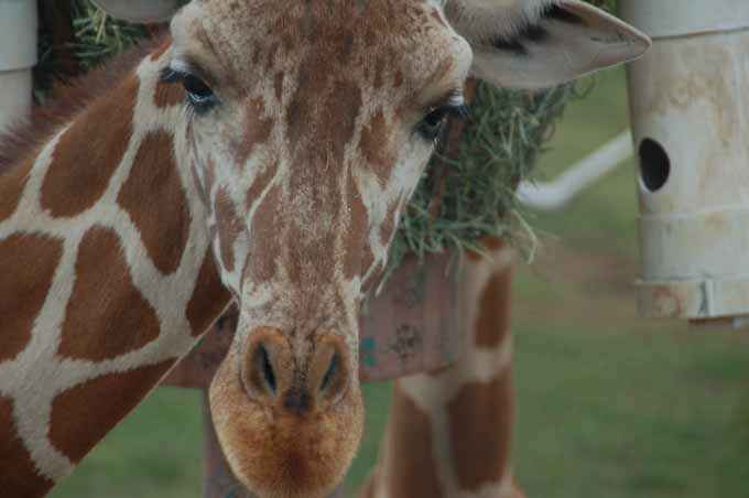 phoenix zoo